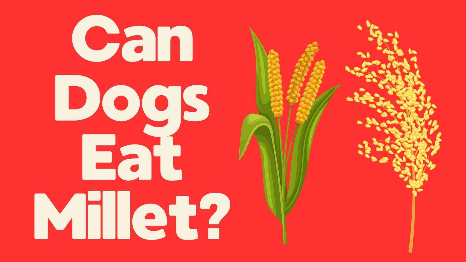 Can Dogs Eat Millet?