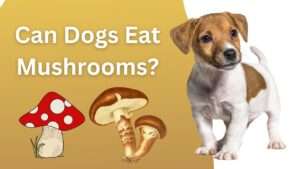 Can Dogs Eat Mushrooms?