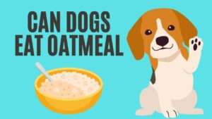 Can Dogs Eat Oatmeal