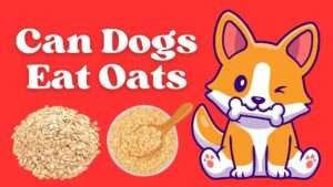 Can Dogs Eat Oats