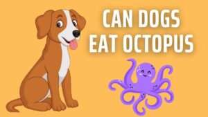 Can Dogs Eat Octopus