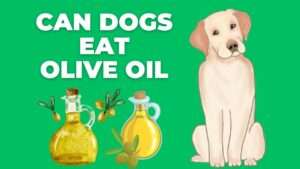 Can Dogs Eat Olive Oil