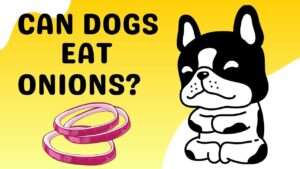 Can Dogs Eat Onions?