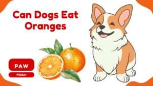 Can Dogs Eat Oranges