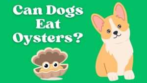 Can Dogs Eat Oysters?