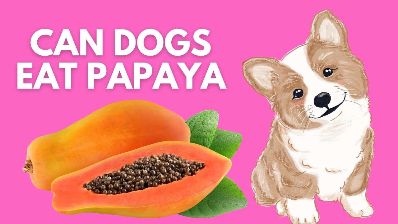 Can Dogs Eat Papaya