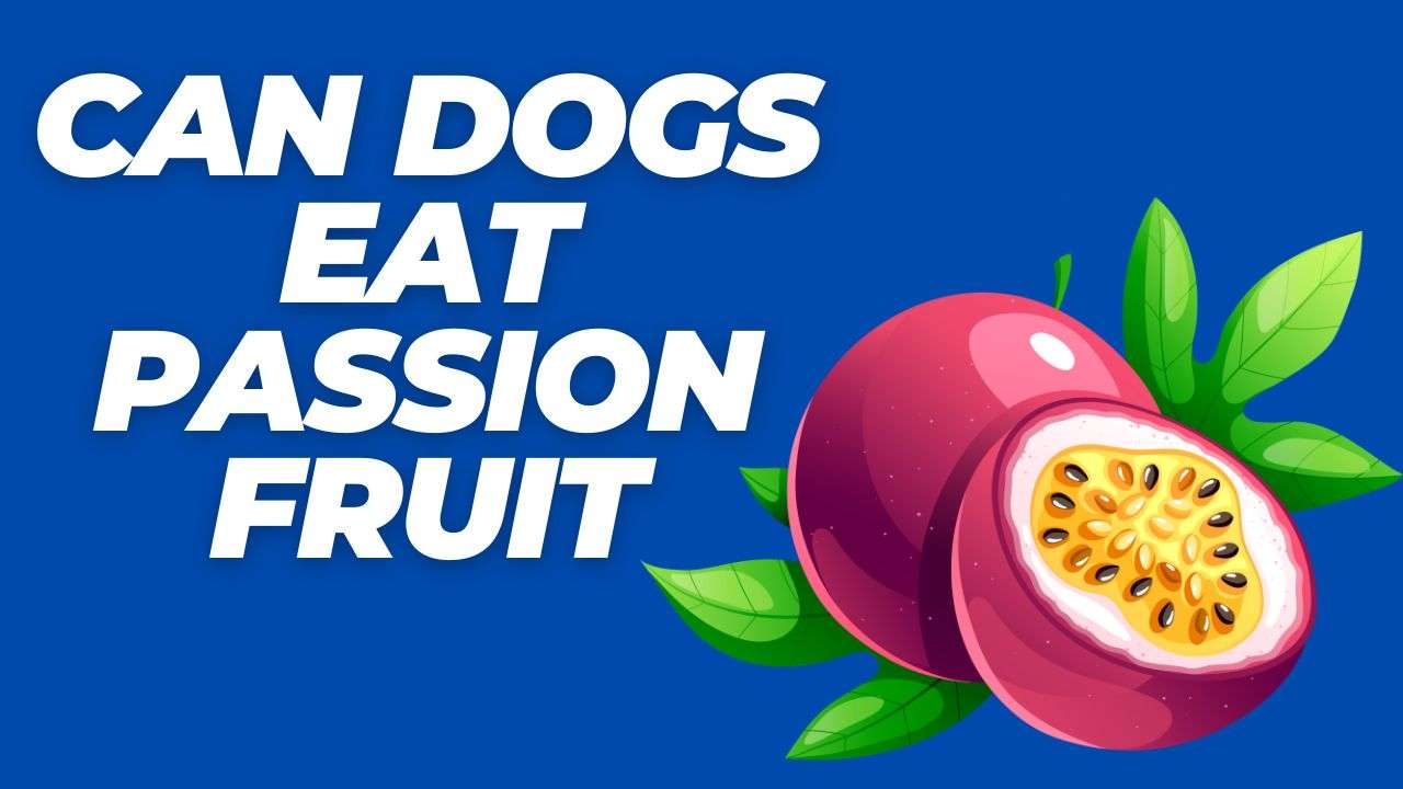 Can Dogs Eat Passion Fruit