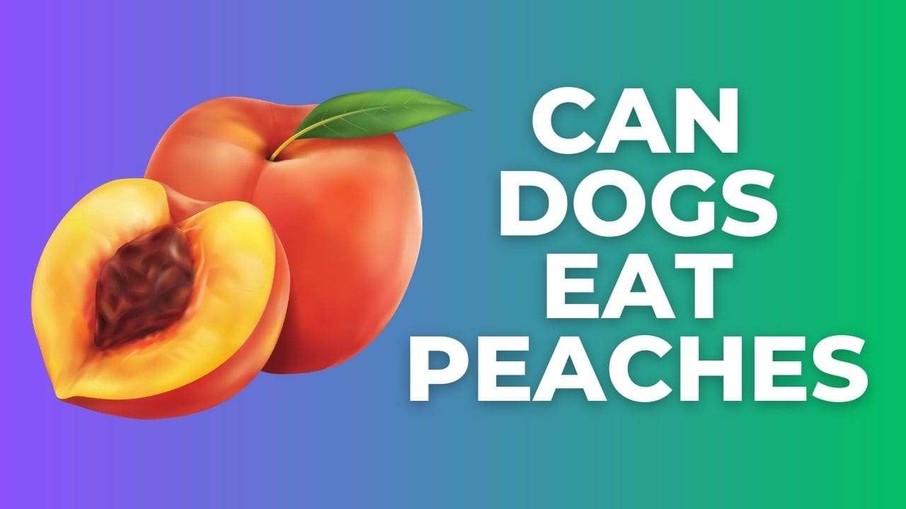 Can Dogs Eat Peaches