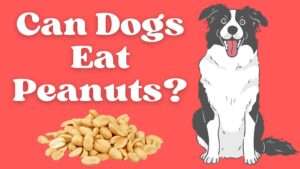 Can Dogs Eat Peanuts?