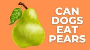 Can Dogs Eat Pears