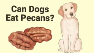 Can Dogs Eat Pecans?