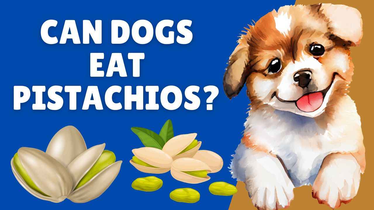 Can Dogs Eat Pistachios?