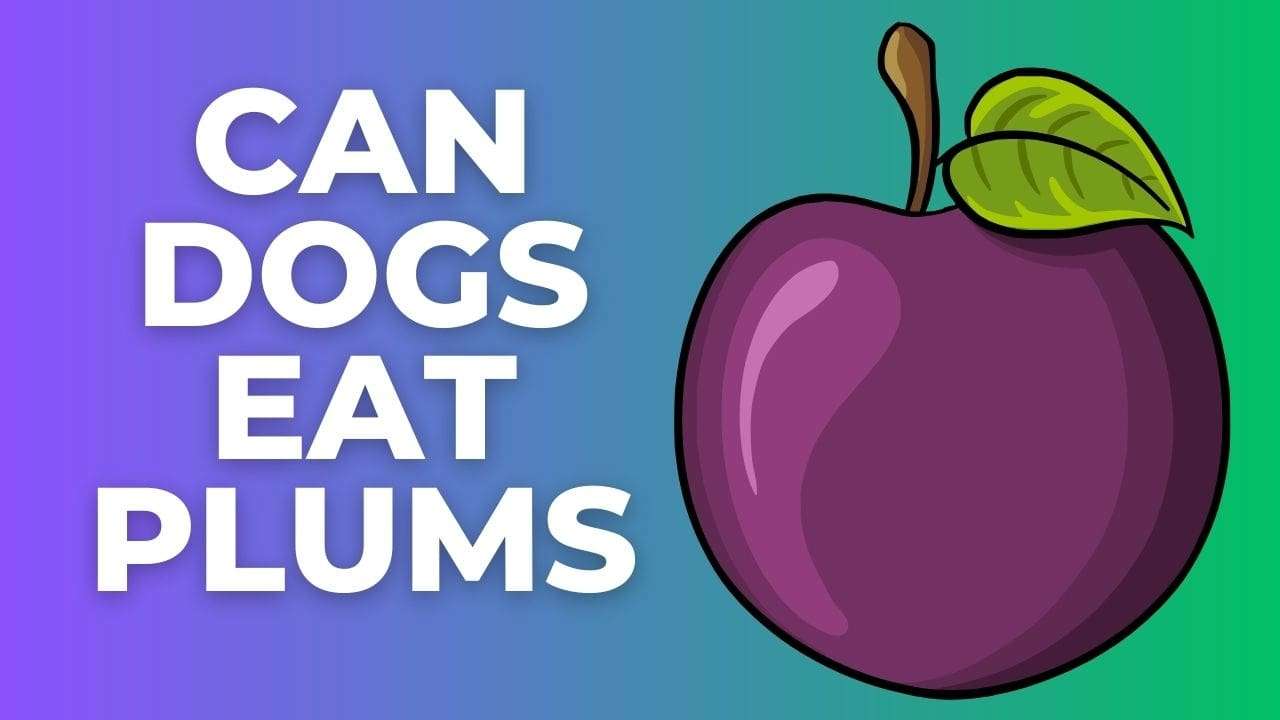 Can Dogs Eat Plums