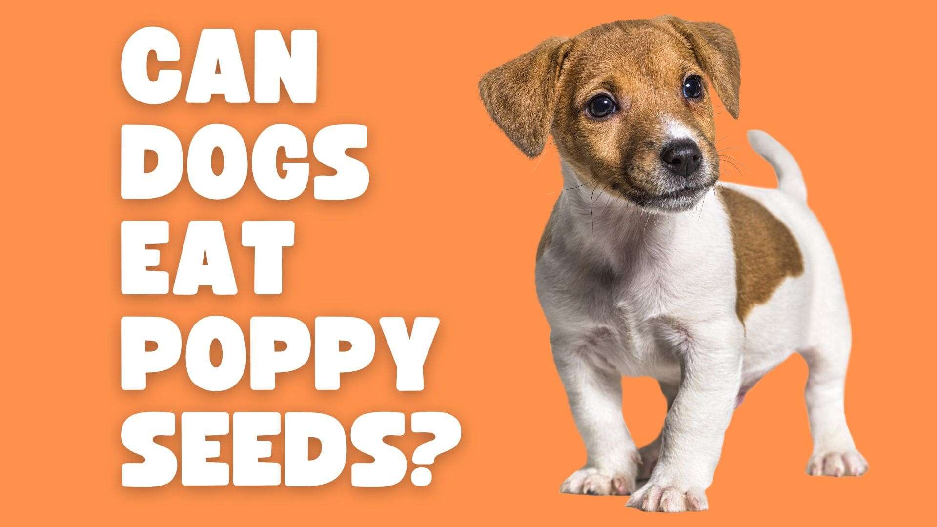 Can Dogs Eat Poppy Seeds?