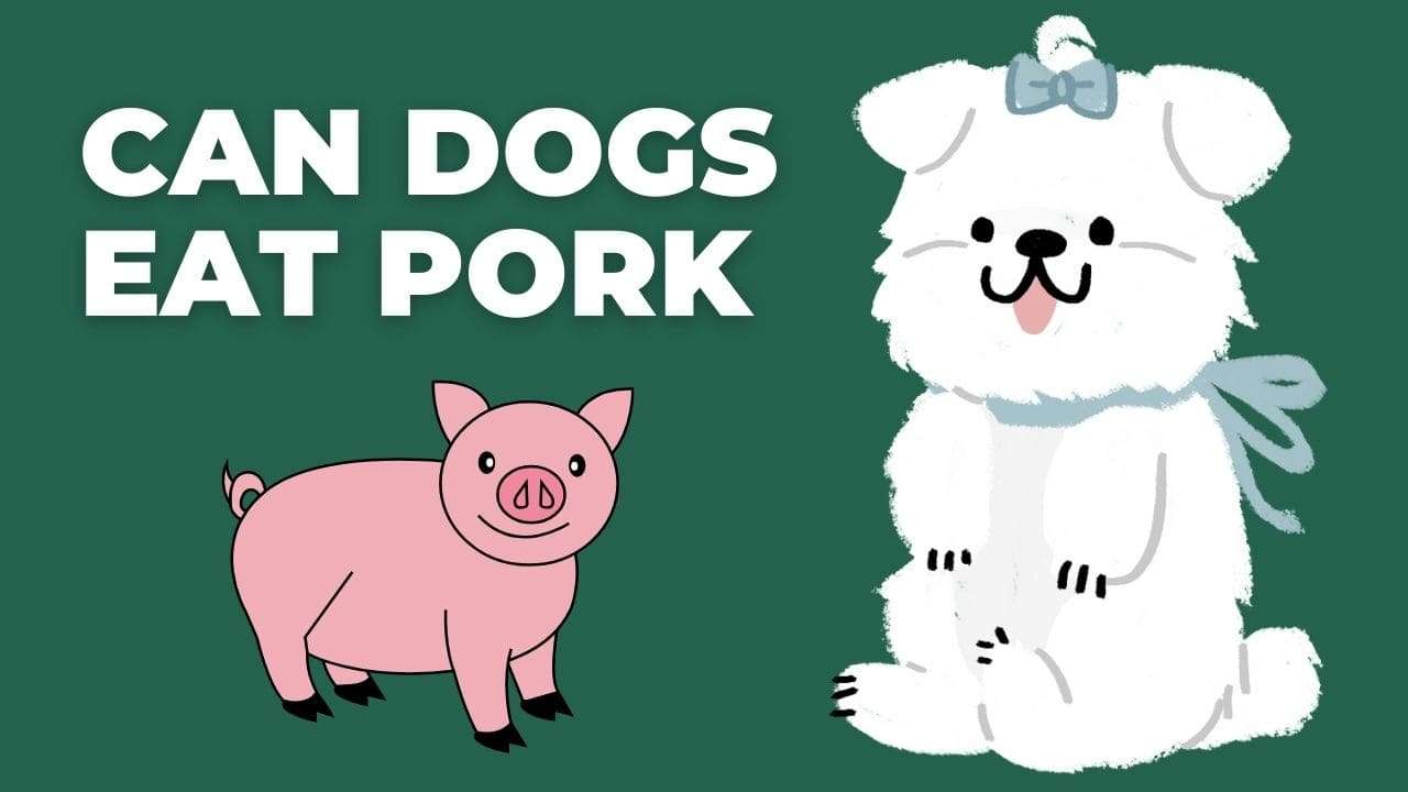 Can Dogs Eat Pork