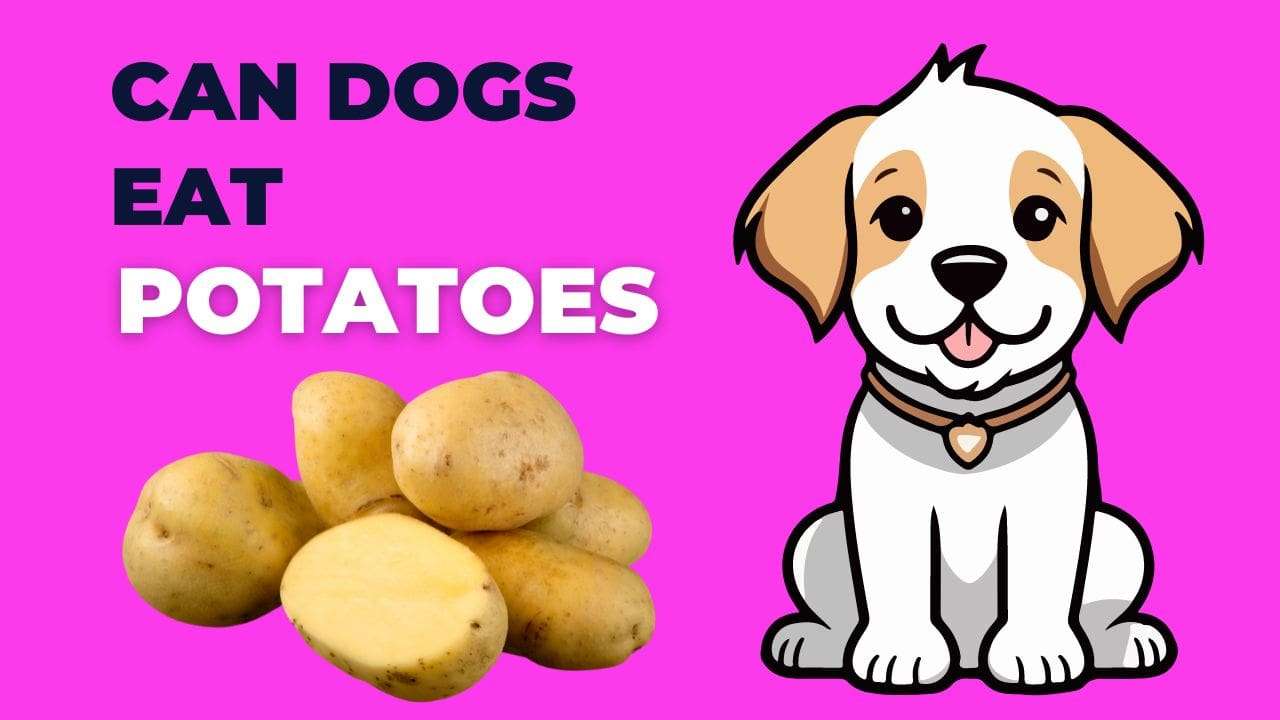 Can Dogs Eat Potatoes