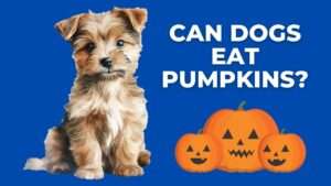 Can Dogs Eat Pumpkins?