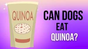 Can Dogs Eat Quinoa?