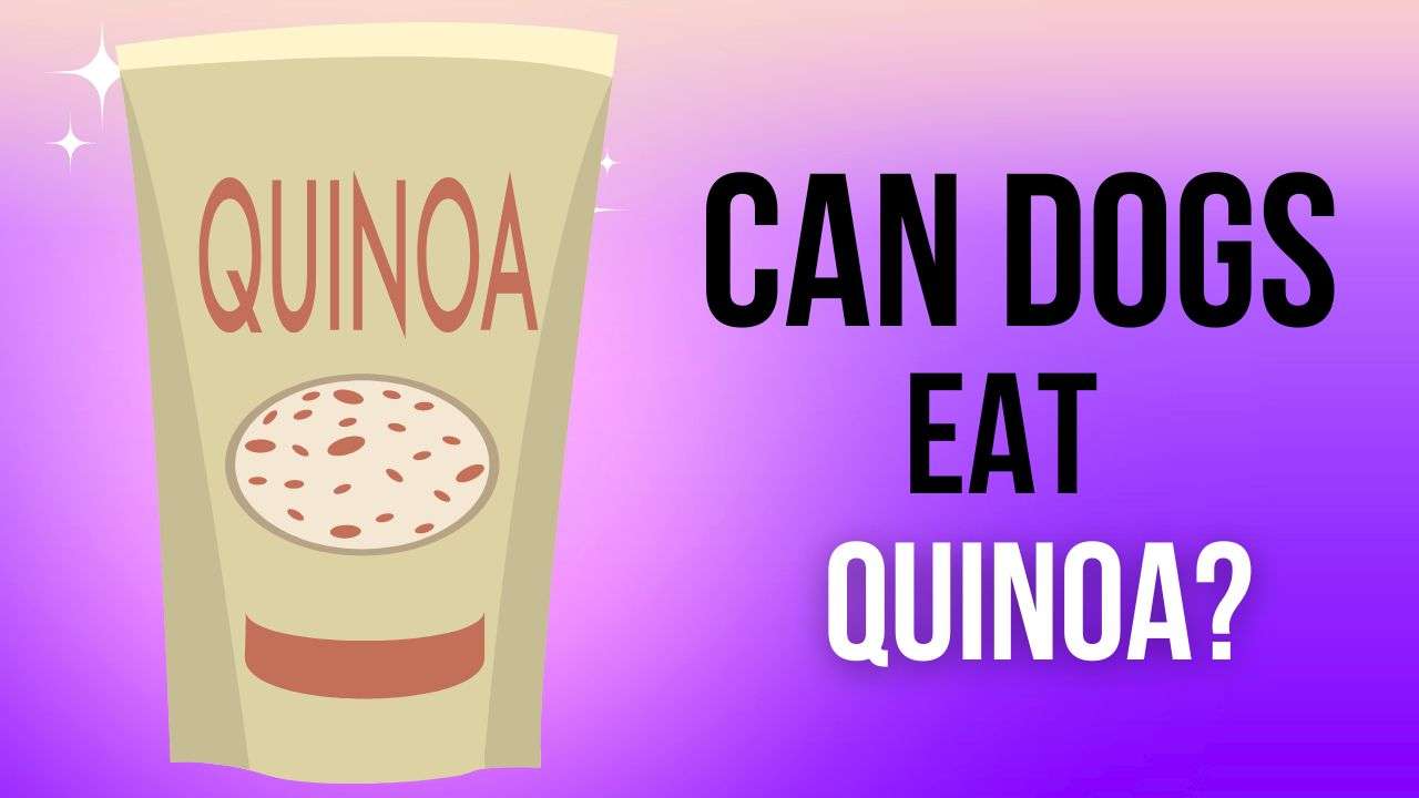 Can Dogs Eat Quinoa?