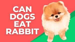 Can Dogs Eat Rabbit