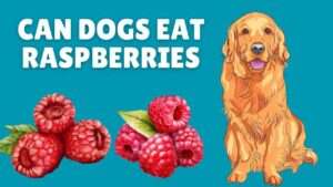 Can Dogs Eat Raspberries