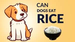 Can Dogs Eat Rice