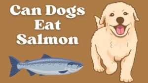 Can Dogs Eat Salmon?