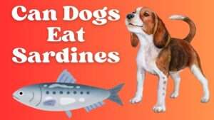 Can Dogs Eat Sardines?