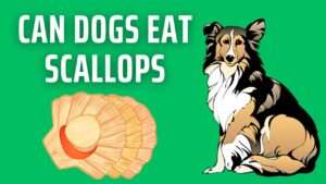 Can Dogs Eat Scallops