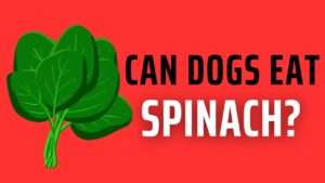 Can Dogs Eat Spinach?