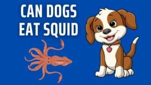 Can Dogs Eat Squid