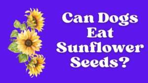 Can Dogs Eat Sunflower Seeds?