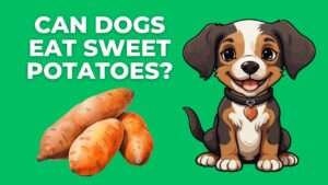 Can Dogs Eat Sweet Potatoes?