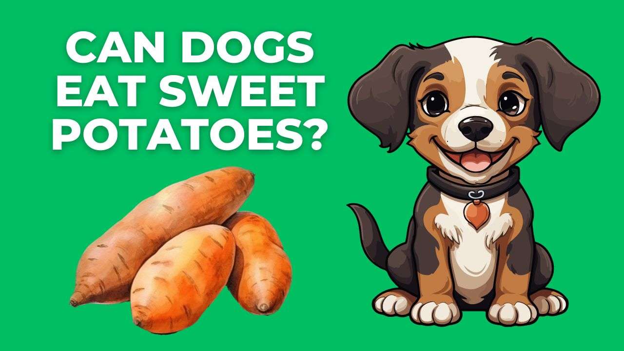 Can Dogs Eat Sweet Potatoes?