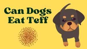 Can Dogs Eat Teff