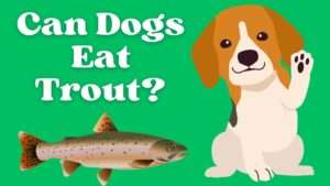 Can Dogs Eat Trout?