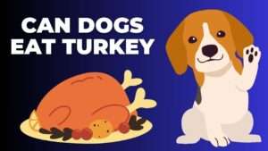 Can Dogs Eat Turkey