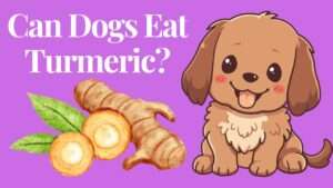 Can Dogs Eat Turmeric?