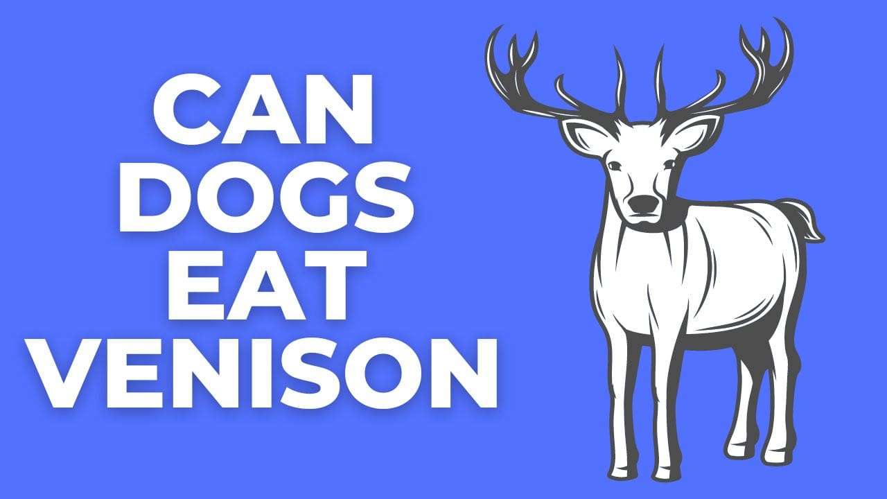 Can Dogs Eat Venison