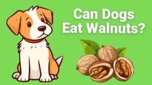 Can Dogs Eat Walnuts?