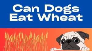 Can Dogs Eat Wheat