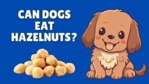 Can Dogs Eat Hazelnuts?