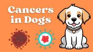 Cancers in Dogs | Types, Causes, and Treatment