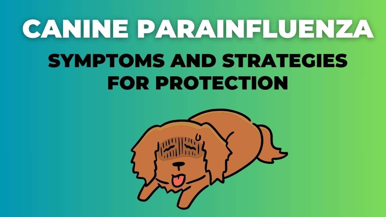 Canine Parainfluenza: Symptoms and Strategies for Protection