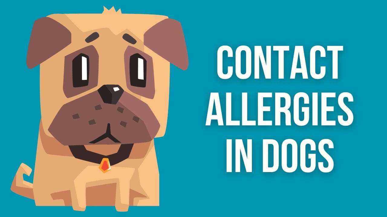 Contact Allergies in Dogs