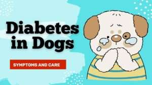 Diabetes in Dogs: Symptoms and Care