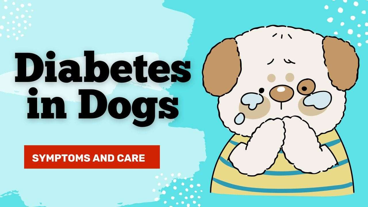 Diabetes in Dogs: Symptoms and Care