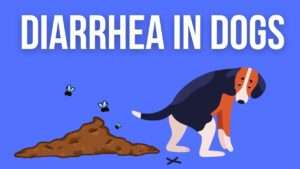 Diarrhea in Dogs