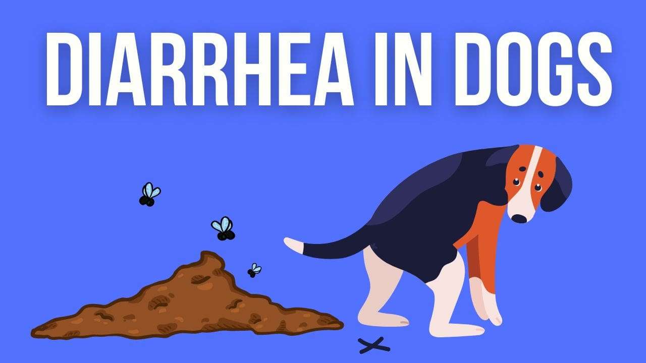 Diarrhea in Dogs