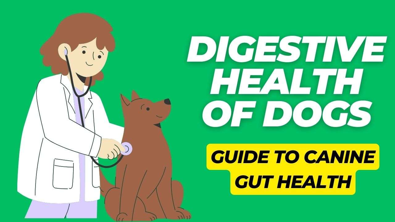 Digestive Health of Dogs: Guide to Canine Gut Health